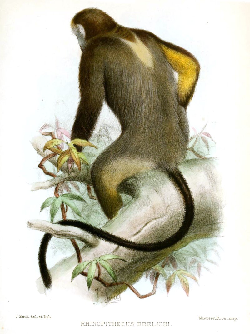 Rhinopithecus brelichi