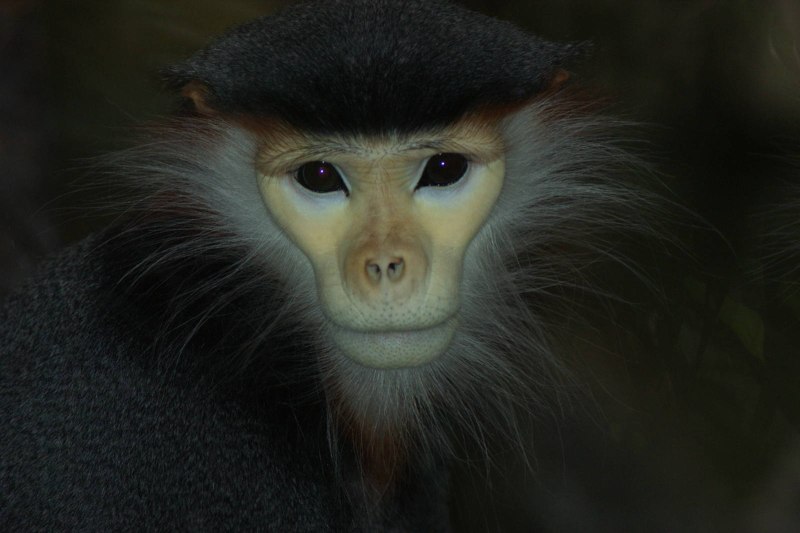 Red Shanked douc Langur