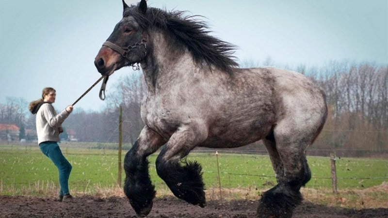 Тяжеловоз Самсон лошадь