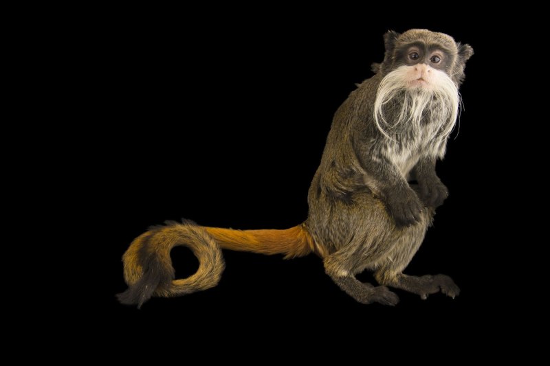 Saguinus Imperator