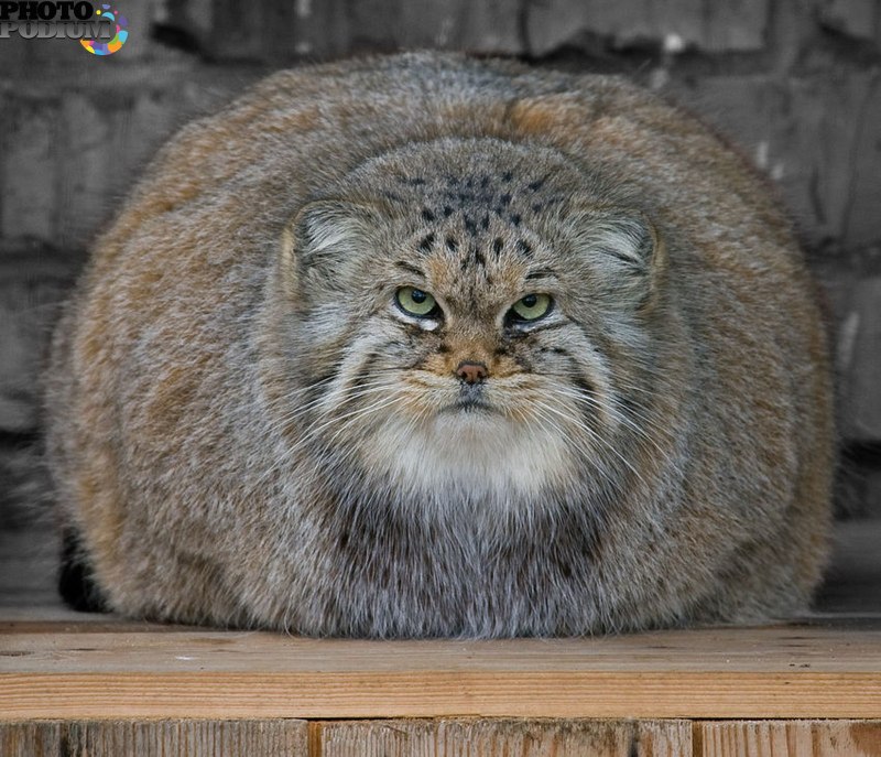 Сибирский дикий кот Манул