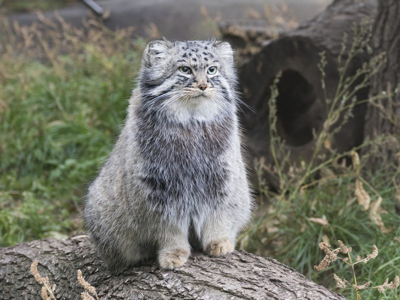 Лесной кот Манул