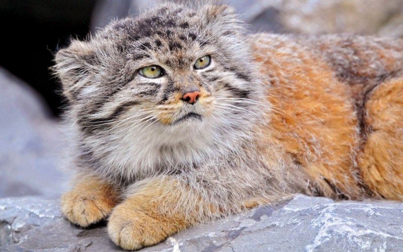 Кот Манул