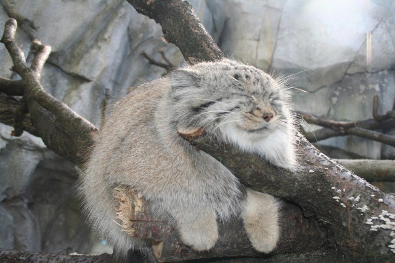 Манул кошка