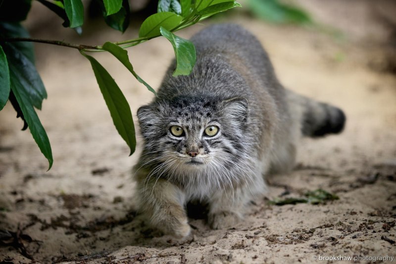 Кот Манул