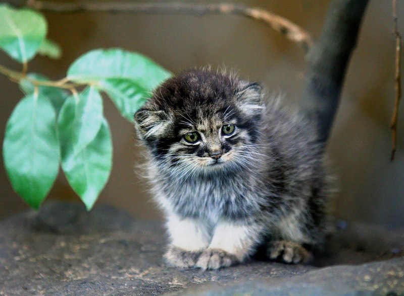 Дикий кот Манул котята