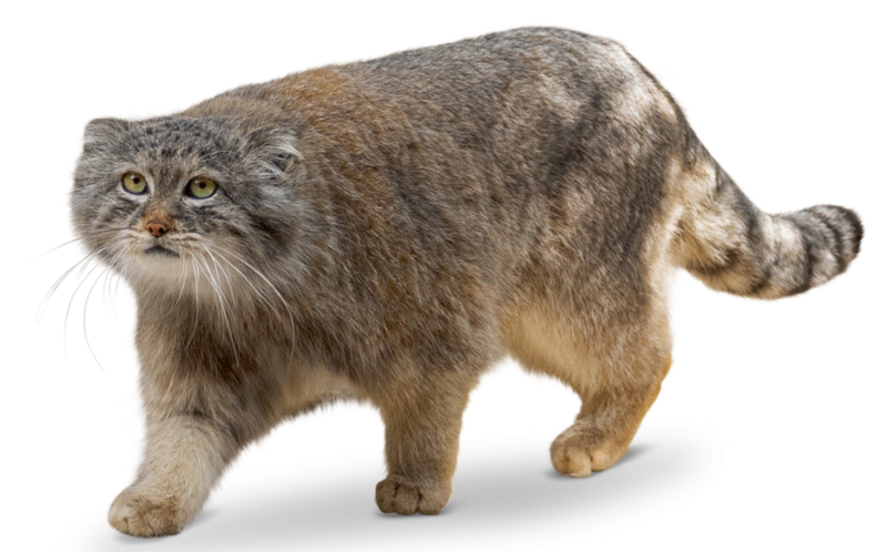 Кот Манул