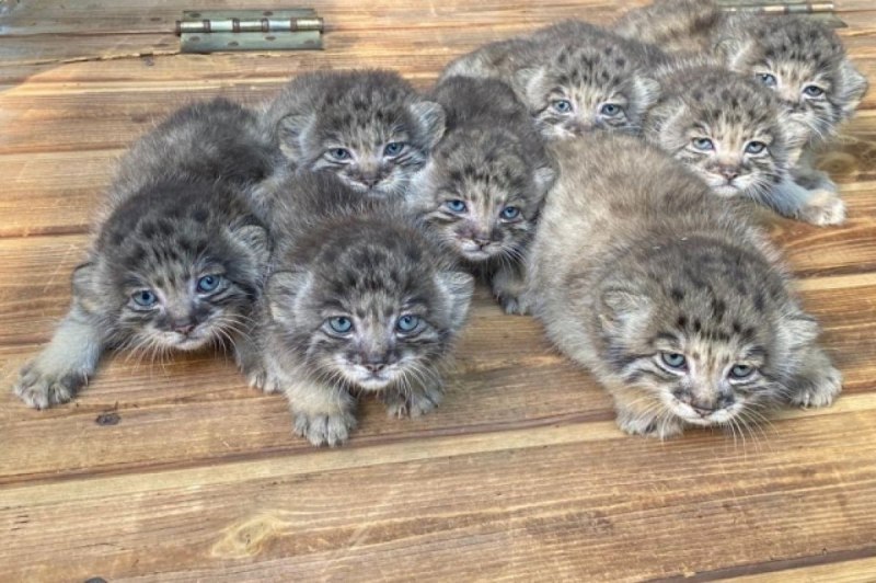 Дикий кот Манул котята