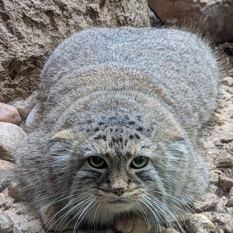 1 Манул 2 манула