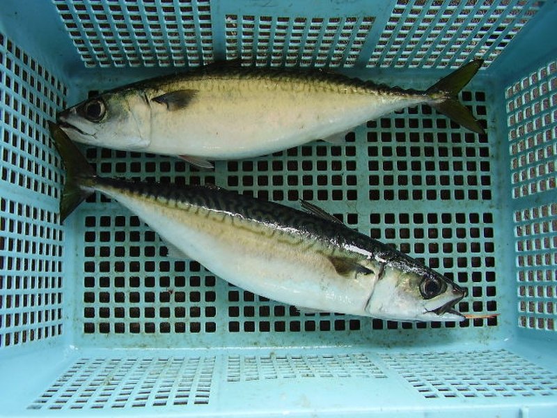 Скумбрия japonicus