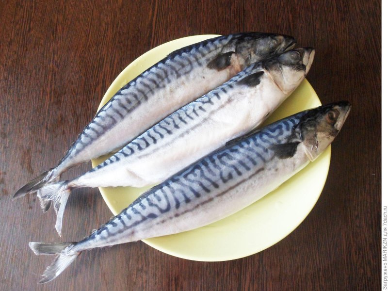 Тунцовая скумбрия
