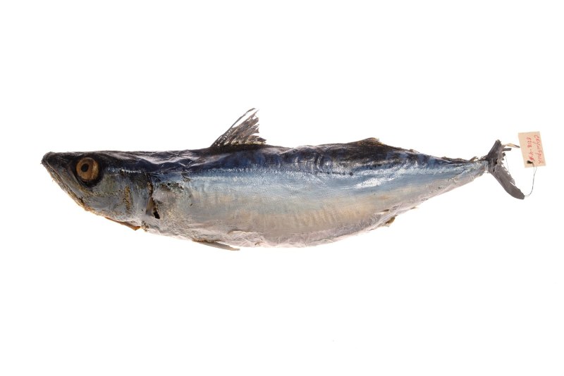 Скумбрия (Scomber scombrus Linnaeus)