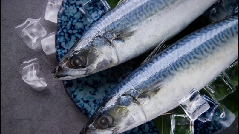 Скумбрия Тихоокеанская макрель