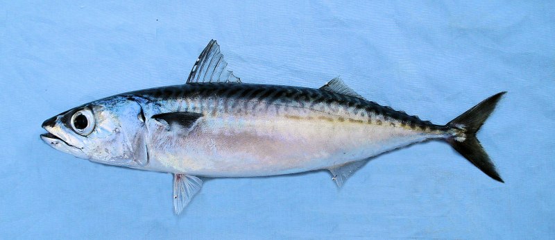 Японская скумбрия Scomber japonicus