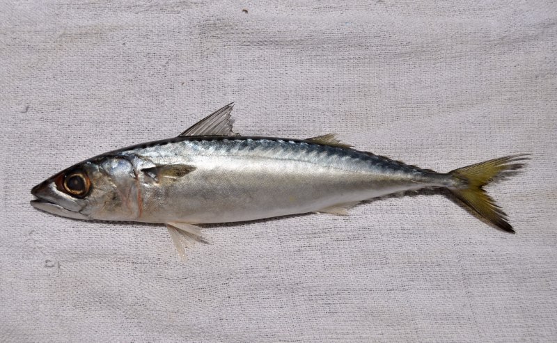 Японская скумбрия Scomber japonicus