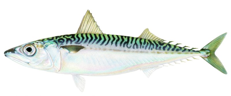 Макрели (Scomber scombrus)
