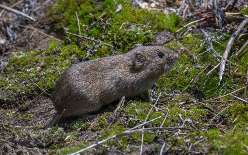 Microtus nivalis
