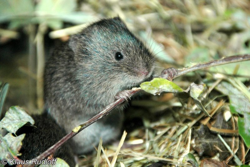 Темная полёвка – Microtus Agrestis