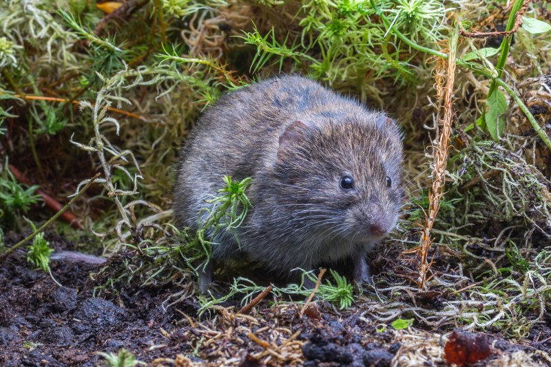 Темная полёвка – Microtus Agrestis