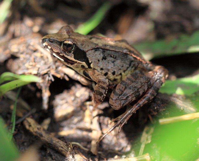 Лягушка Дальневосточная Rana chensinensis.