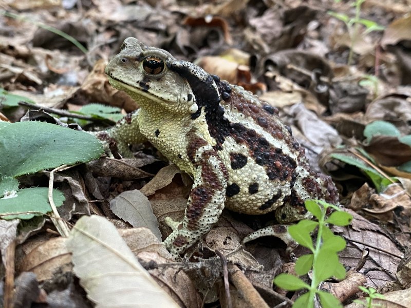 Bufo Gargarizans