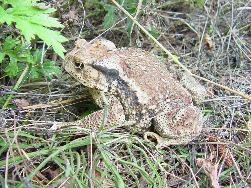 Bufo Gargarizans
