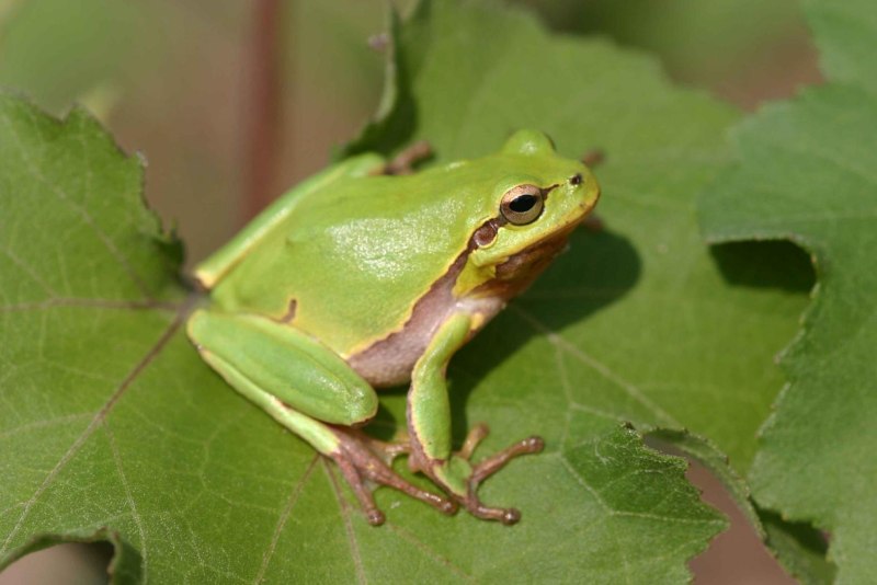 Дальневосточная квакша Hyla japonica