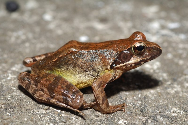 Лягушка Дальневосточная Rana chensinensis.