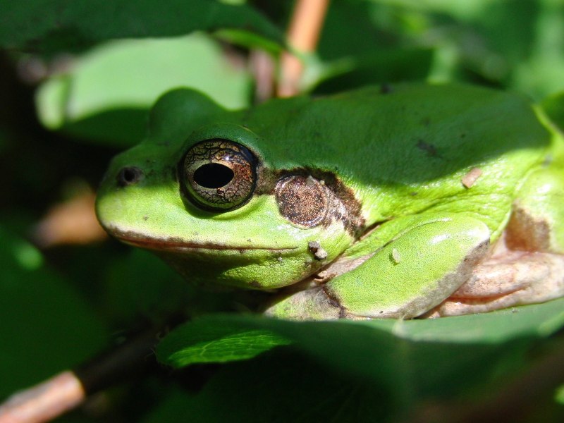 Hyla japonica