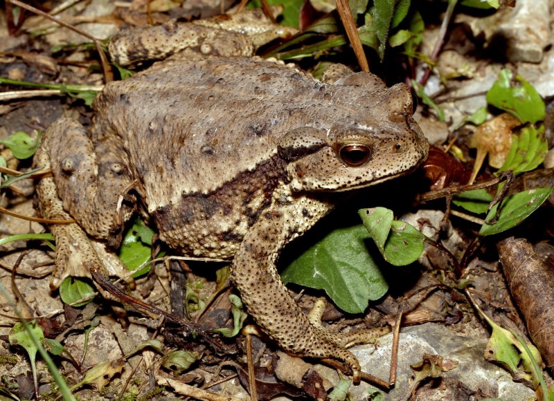 Серая жаба Bufo Bufo в России