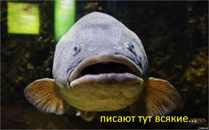 Рыба губошлеп