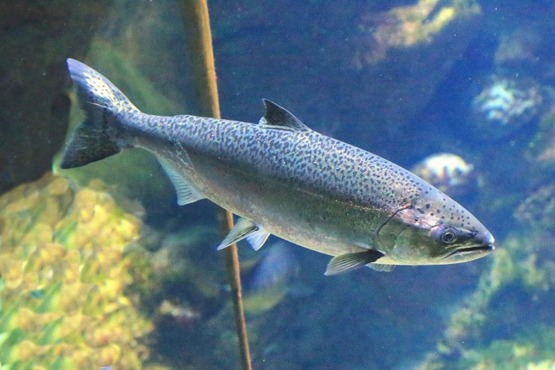 Чавыча Oncorhynchus tshawytscha