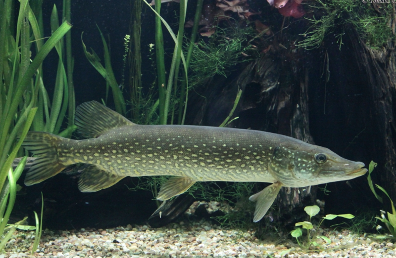 Рыба щука Esox Lucius