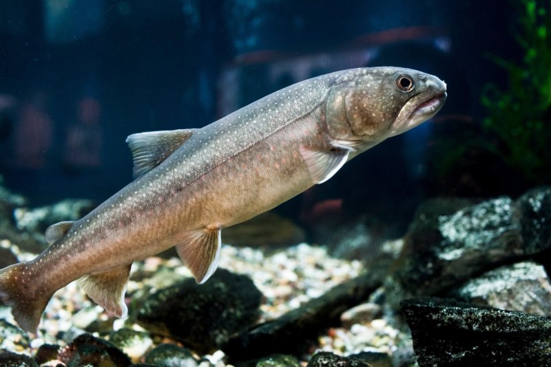 Salvelinus – гольцы