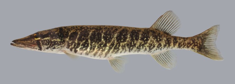 Красноперая щука Esox americanus
