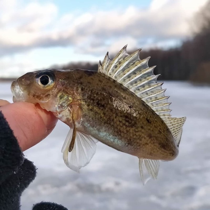 Обыкновенный ёрш Gymnocephalus cernuus