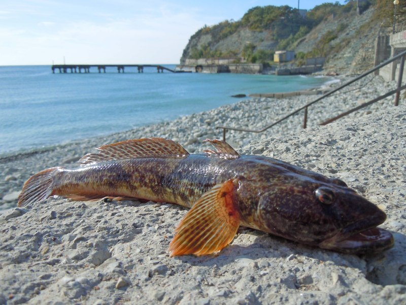 Морской бычок черное море