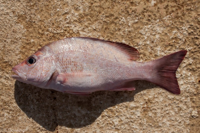 Lutjanus argentimaculatus