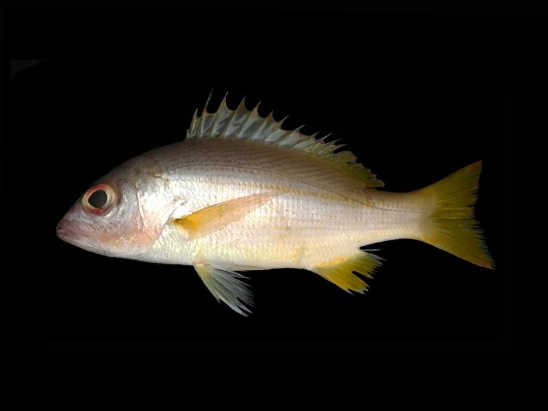 Люциан синеполосый, m /Lutjanus kasmira