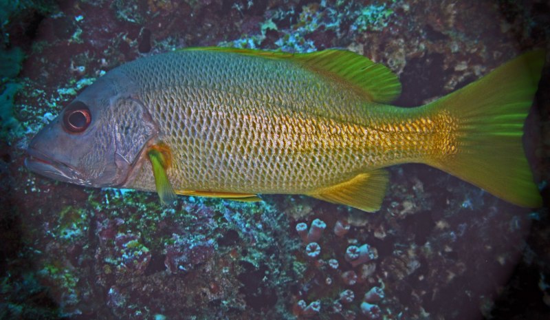 Mangrove Snapper