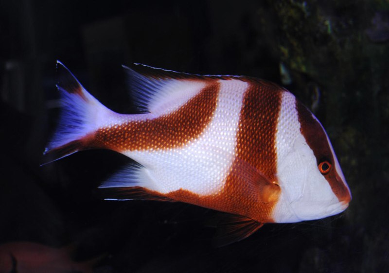 Lutjanus sebae