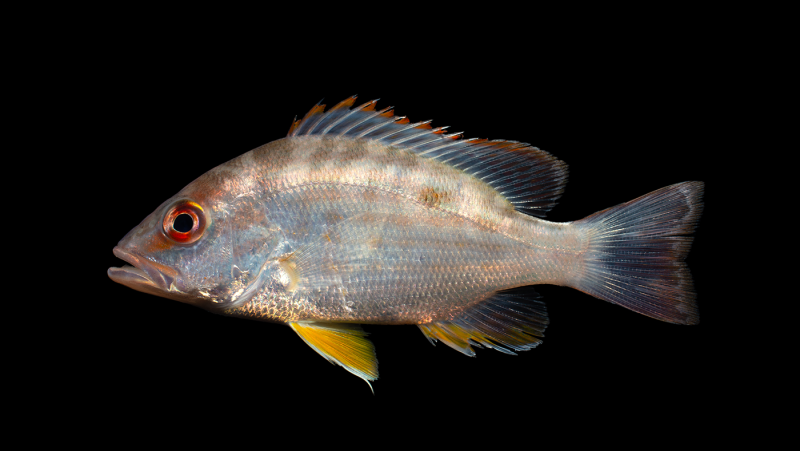 Lutjanus fulvus