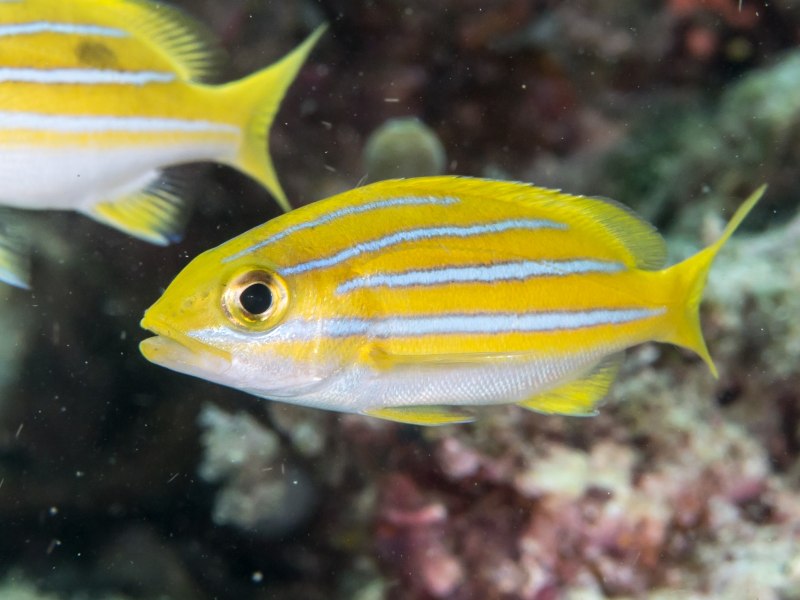 Lutjanus kasmira