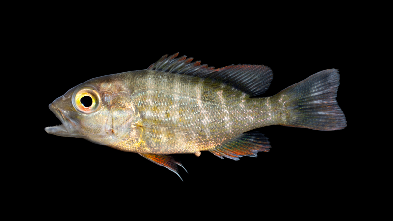 Люциан синеполосый, m /Lutjanus kasmira