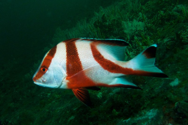 Lutjanus sebae