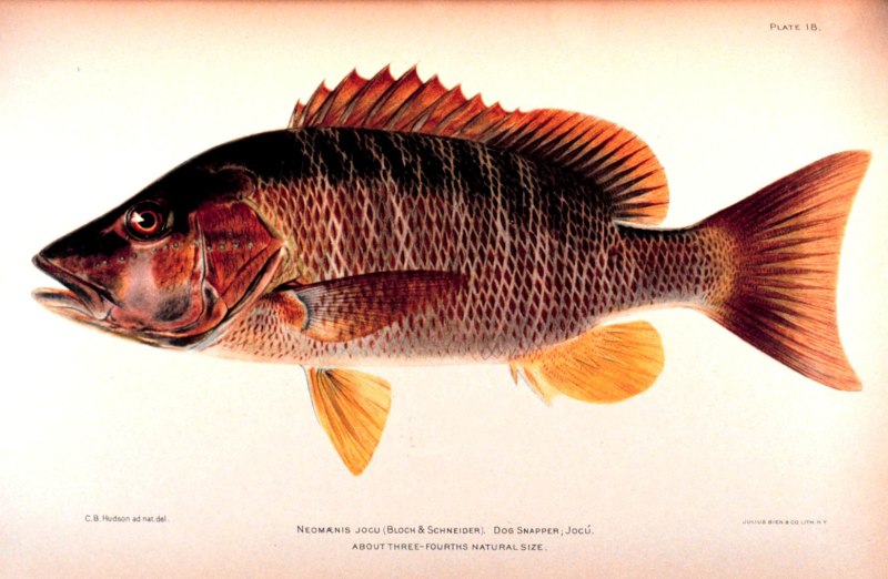 Dog Snapper