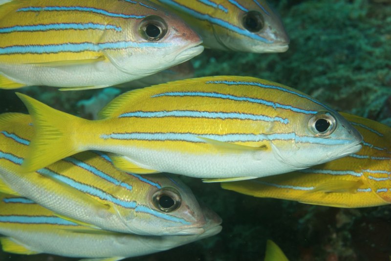 Lutjanus kasmira