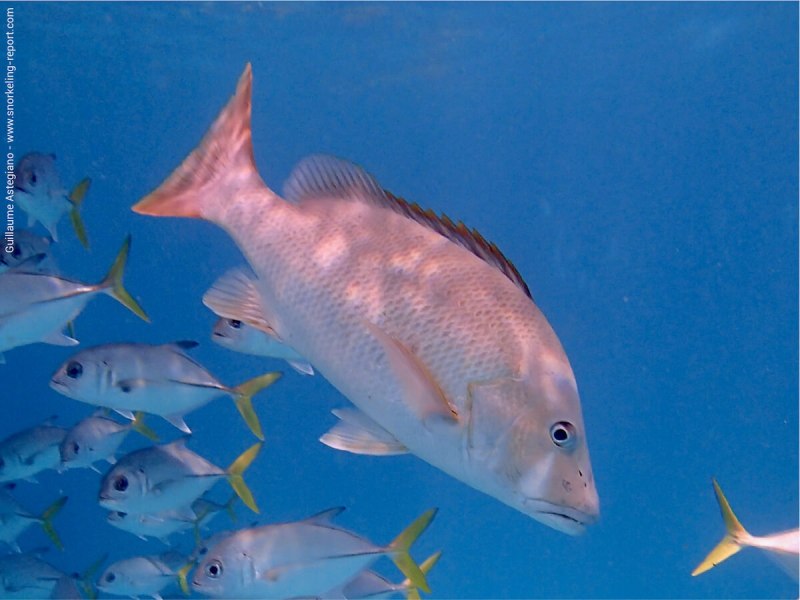 Dog Snapper