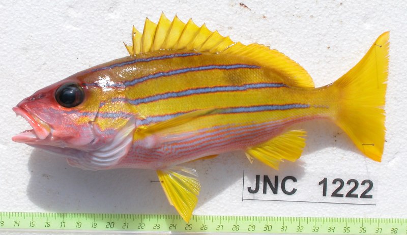 Arrowhead Soapfish