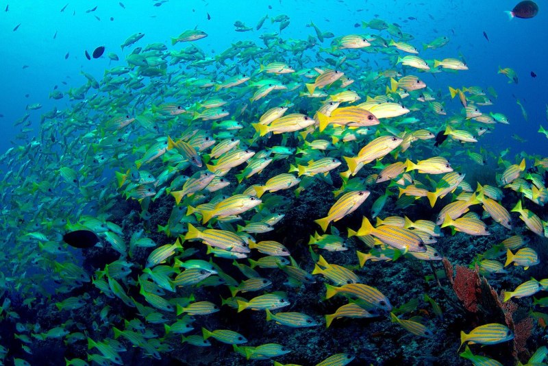 Blue Stripe Snapper (окун Люциан)